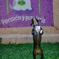 Atención veterinaria cercana a un perro